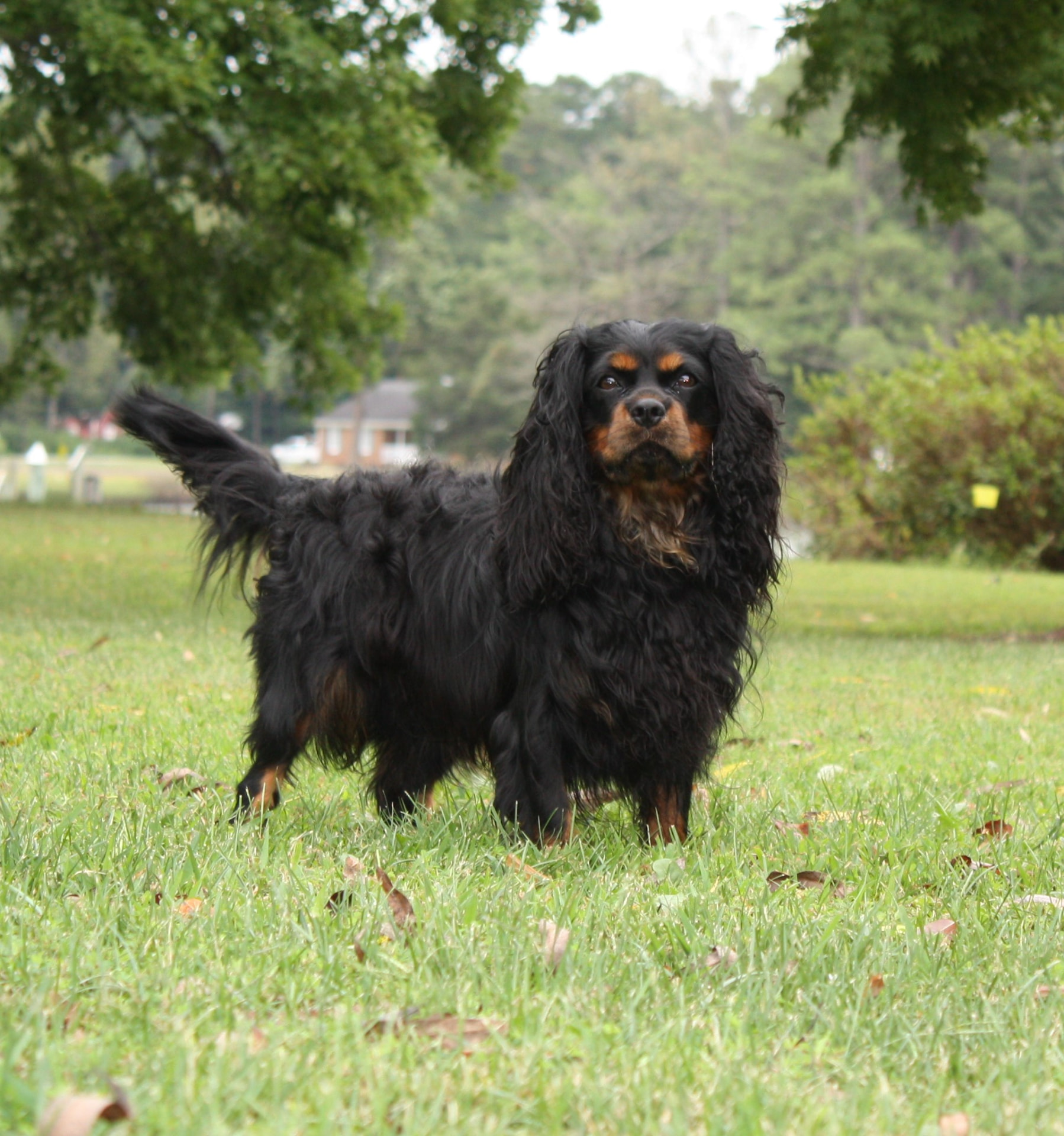 Sir Remington Steel of Gloucester, a Black & Tan Cavalier King Charles Spaniel