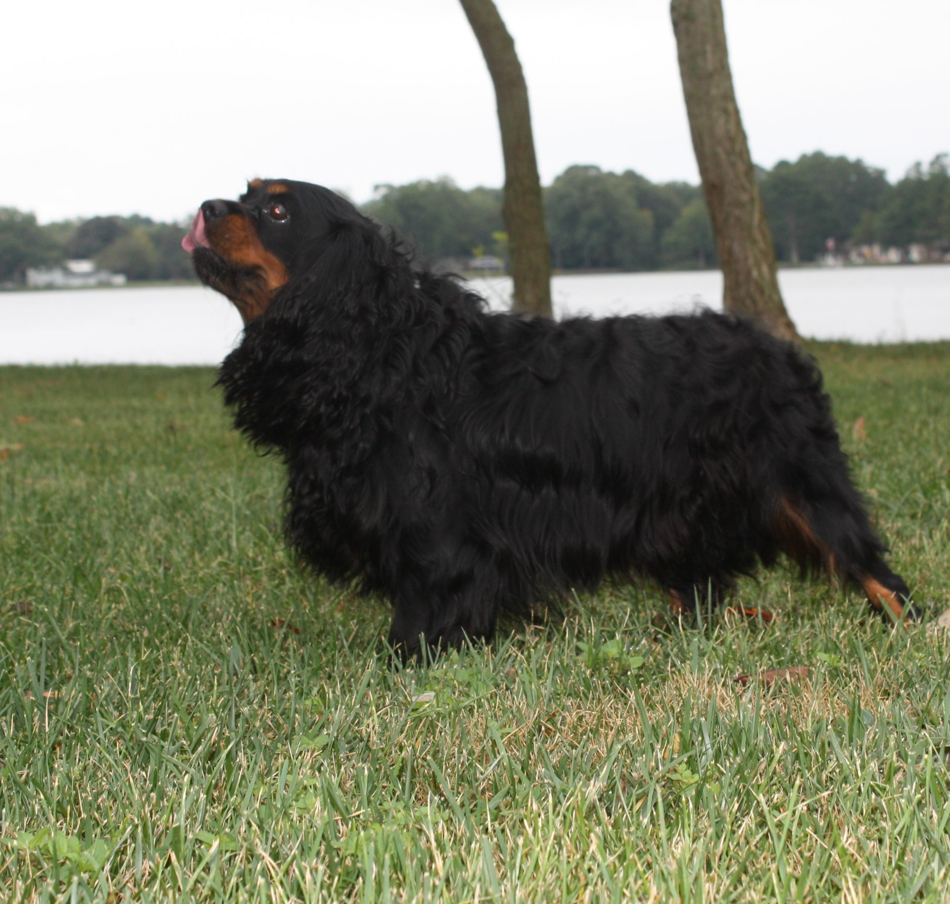Remy, a Black & Tan Cavalier King Charles Spaniel