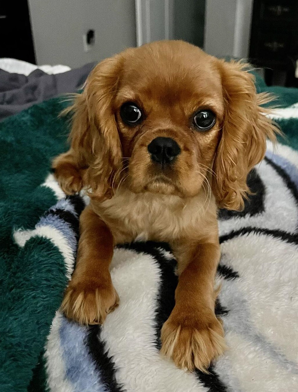 Ruby Cavalier puppy looking at the camera