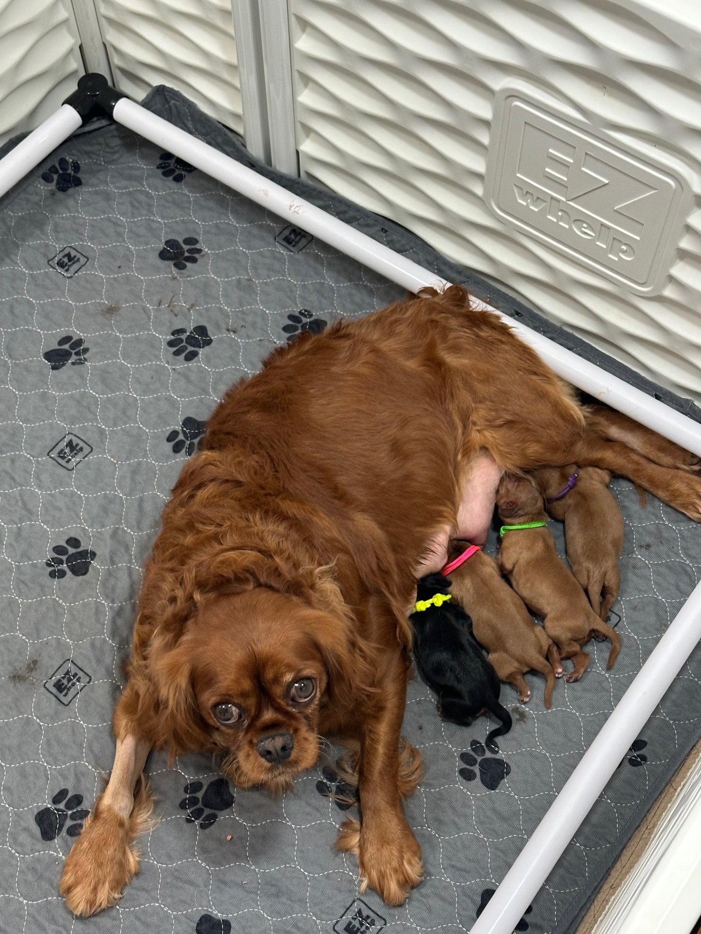 A litter of Cavalier puppies snuggled together