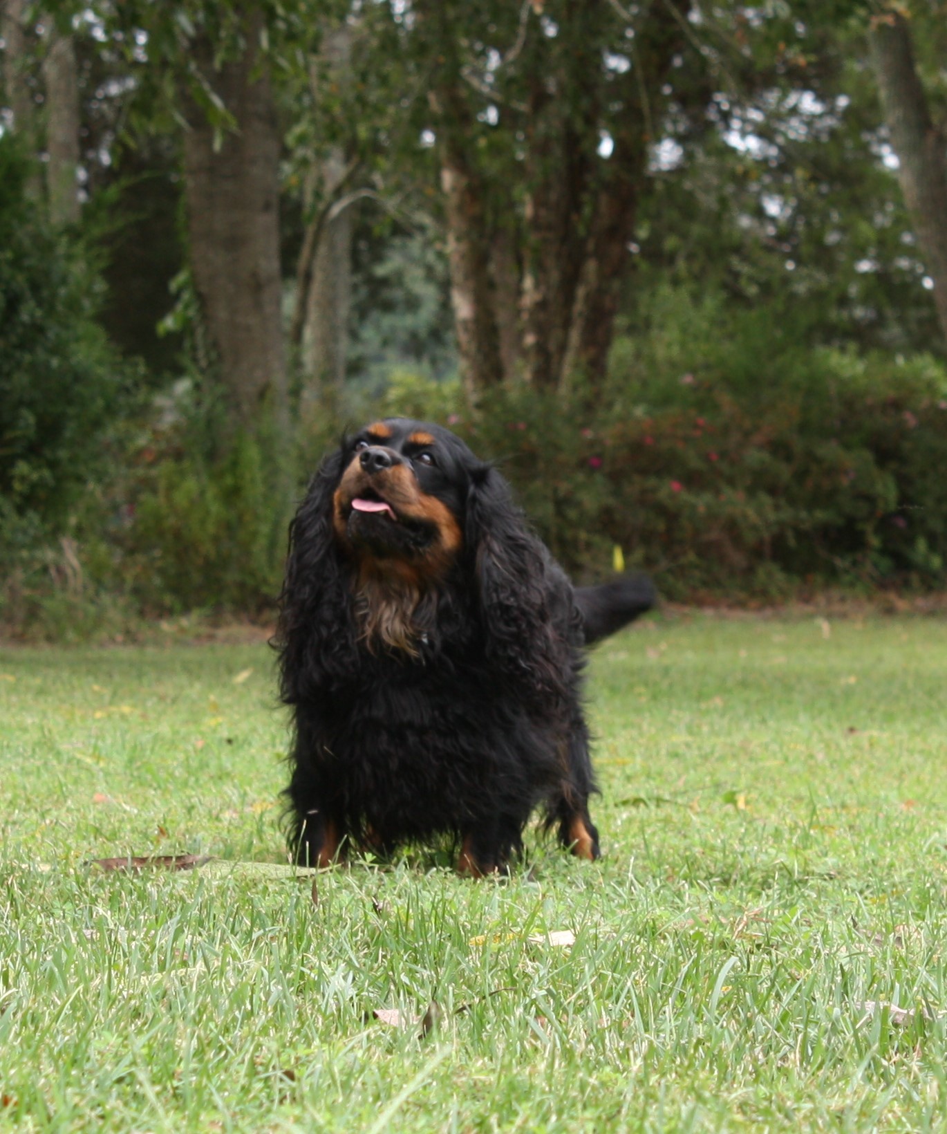 Remy, a Black & Tan Cavalier King Charles Spaniel