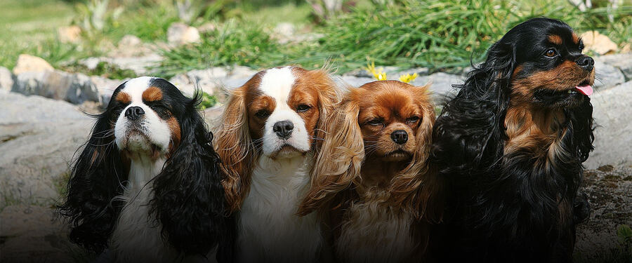 Four Cavalier King Charles Spaniels sitting together outdoors
