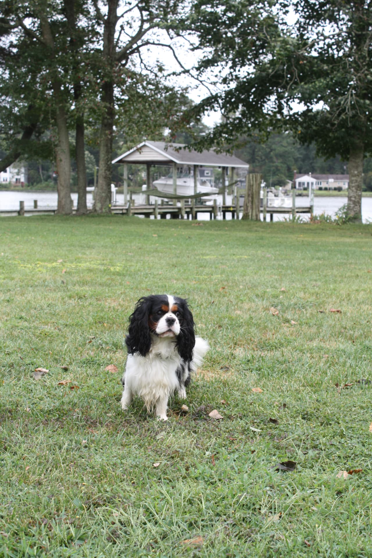 King Broderick of Gloucester, a Tricolor Cavalier King Charles Spaniel