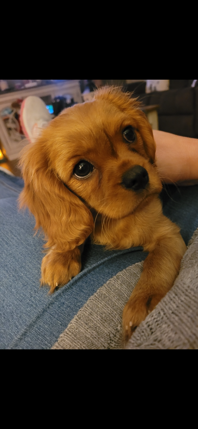 Ruby Cavalier puppy resting