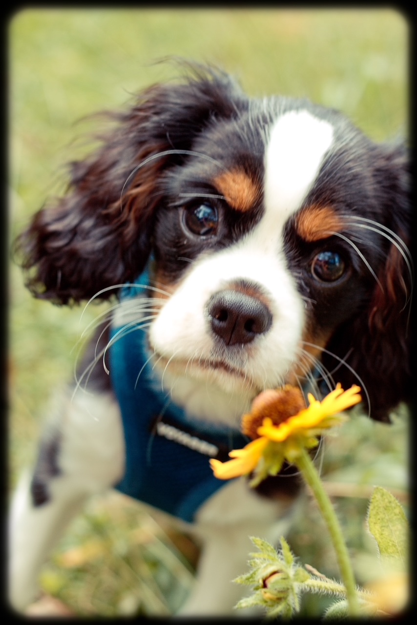 Tricolor Cavalier puppy sitting on a blanket